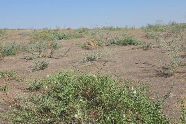 Кәсіпкерлік мақсаттағы жер телімі мекен-жайы:Түркістан обл., Келес ауд., Қошқарата а.о.…